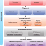 RNA Seq Analysis Flow Chart